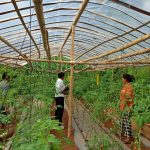 धादिङमा जलवायु-स्मार्ट तरकारी खेती: आर्थिक सशक्तीकरण संगै नमुना बन्दै १७ घरधुरी