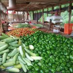 कृषिमा जमेका गुल्मीका एक दम्पती