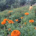 पाल्पाली उपभाेक्ताकाे माग धान्न सकेन स्थानीय फुलले